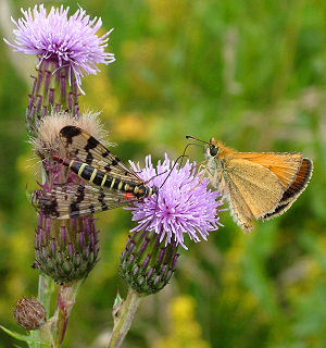 Stregbredpande, Thymelicus lineola. Farum d. 1 august 2004. Fotograf: Lars Andersen