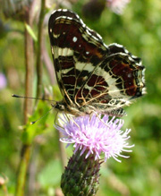 Nldesommerfugl, Araschnia levana. Farum,  1 august 2004. Fotograf Lars Andersen