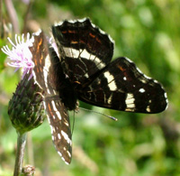 Nældesommerfugl, Araschnia levana. Farum, 1 august 2004. Fotograf Lars Andersen