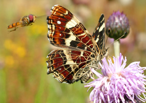 Nldesommerfugl, Araschnia levana. Kongelunden,  31 juli 2004. Fotograf Lars Andersen