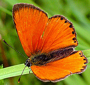 Dukatsommerfugl, Lycaena virgaureae. Farum, 1 august 2004. fotograf: Lars Andersen