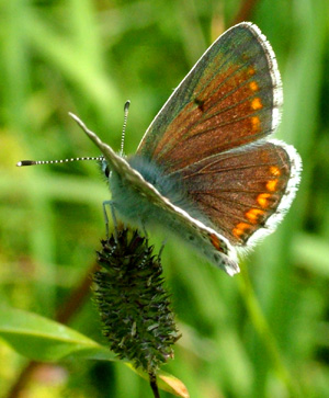 Rdplettet blfugl, Aricia agestis. Rsns, Vestsjlland. d. 2 august 2004. Fotograf: Lars Andersen