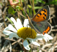 Lille Ildfugl,Lycaena phlaeas, d. 2 august 2004. Rsns, Vestsjlland. 