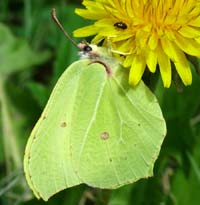 Citronsommerfugl, Gonepteryx rhamni. H/F Vennelyst. på Mælkebøtte sammen med billen Glimmerbøsse, d. 19 april 2004