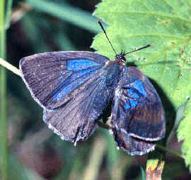 Blåhale, Quercusia quercus hun, som ikke har fået udviklede sin højre forvinge! Kongelunden. 31 juli 2004. Fotograf: Troells Melgaard