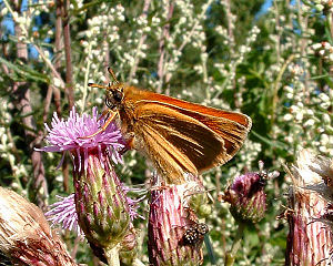 Stregbredpande, Thymelicus lineola, d. 14/7 2003 klvermarksvej, amager. Fotograf: Lars Andersen