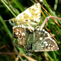 Fransk Bredpande, Pyrgus armoricanus. Rsns, Vestsjlland. d. 2 august 2004. Fotograf: Lars Andersen