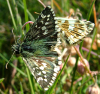 Fransk Bredpande, Pyrgus armoricanus. Rsns, Vestsjlland. d. 2 august 2004. Fotograf: Lars Andersen