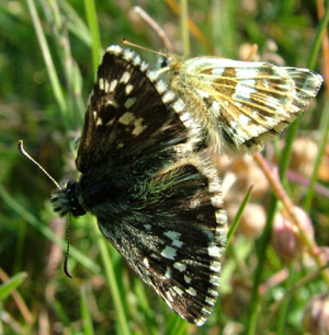 Fransk Bredpande, Pyrgus armoricanus. Rsns, Vestsjlland. d. 2 august 2004. Fotograf: Lars Andersen