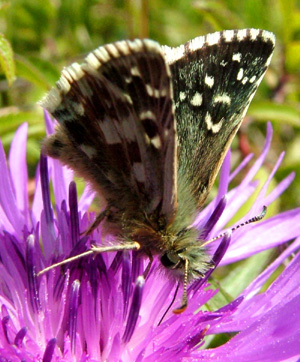 Fransk Bredpande, Pyrgus armoricanus. Rsns, Vestsjlland. d. 2 august 2004. Fotograf: Lars Andersen