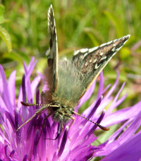 Fransk Bredpande, Pyrgus armoricanus. Rsns, Vestsjlland. d. 2 august 2004. Fotograf: Lars Andersen