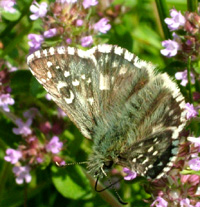 Fransk Bredpande, Pyrgus armoricanus. Rsns, Vestsjlland. d. 2 august 2004. Fotograf: Lars Andersen