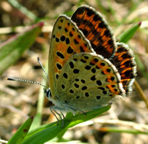 Sort Ildfugl, Lycaena tityrus. hun. Gedesby. Falster d. 8 august 2004. Fotograf: Lars Andersen