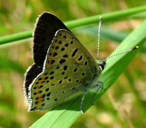 Sort Ildfugl, Lycaena tityrus. han. Gedesby. Falster d. 8 august 2004. Fotograf: Lars Andersen