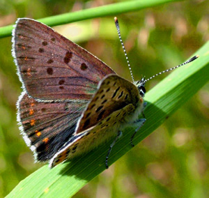Sort Ildfugl, Lycaena tityrus. han. Gedesby. Falster d. 8 august 2004. Fotograf: Lars Andersen