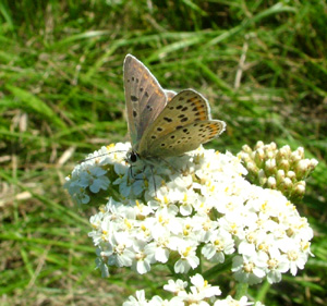 Sort Ildfugl, Lycaena tityrus. han på røllike. Gedesby. Falster d. 8 august 2004. Fotograf: Lars Andersen