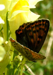Sort Ildfugl, Lycaena tityrus. hun på torskemund. Gedesby. Falster d. 8 august 2004. Fotograf: Lars Andersen