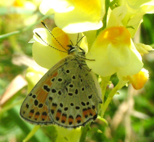 Sort Ildfugl, Lycaena tityrus. hun på torskemund. Gedesby. Falster d. 8 august 2004. Fotograf: Lars Andersen