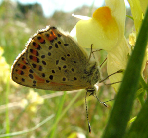 Sort Ildfugl, Lycaena tityrus. hun på torskemund. Gedesby. Falster d. 8 august 2004. Fotograf: Lars Andersen
