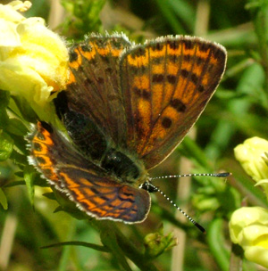 Sort Ildfugl, Lycaena tityrus. hun på torskemund. Gedesby. Falster d. 8 august 2004. Fotograf: Lars Andersen