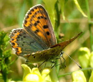 Sort Ildfugl, Lycaena tityrus. hun på torskemund. Gedesby. Falster d. 8 august 2004. Fotograf: Lars Andersen