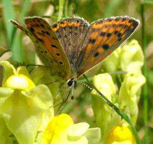 Sort Ildfugl, Lycaena tityrus. hun på torskemund. Gedesby. Falster d. 8 august 2004. Fotograf: Lars Andersen