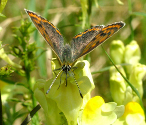 Sort Ildfugl, Lycaena tityrus. hun på torskemund. Gedesby. Falster d. 8 august 2004. Fotograf: Lars Andersen