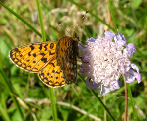 Brunlig perlemorsommerfugl, Clossiana selene p en scabiose. Gedesby, Falster. 8 august - 2004 Fotograf: Lars Andersen