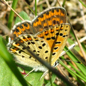 Sort Ildfugl, Lycaena tityrus. hun. Gedesby. Falster d. 8 august 2004. Fotograf: Lars Andersen