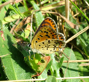 Sort Ildfugl, Lycaena tityrus. hun. Gedesby. Falster d. 8 august 2004. Fotograf: Lars Andersen