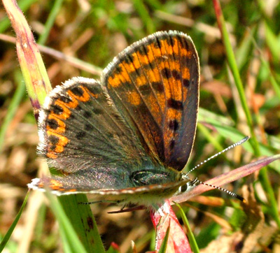 Sort Ildfugl, Lycaena tityrus. hun. Gedesby. Falster d. 8 august 2004. Fotograf: Lars Andersen