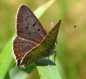 Sort Ildfugl, Lycaena tityrus. han. Gedesby. Falster d. 8 august 2004. Fotograf: Henrik Mathiassen