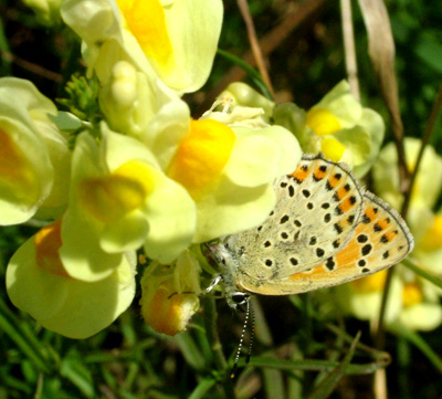 Videoklip med Sort Ildfugl, Lycaena tityrus. hun på torskemund. Gedesby. Falster d. 8 august 2004. Fotograf: Lars Andersen