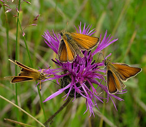 Stregbredpande, Thymelicus lineola hanner. Mittlandsskogen, land, Sverige. 15 juli 2004. Fotograf: Lars Andersen