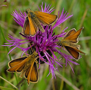 Stregbredpande, Thymelicus lineola. Mittlandsskogen, land, Sverige. 15 juli 2004. Fotograf: Lars Andersen