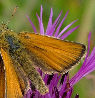 Stregbredpande, Thymelicus lineola. Mittlandsskogen, land, Sverige. 15 juli 2004. Fotograf: Lars Andersen