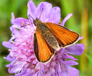 Stregbredpande, Thymelicus lineola. Mittlandsskogen, land, Sverige. 24 juli 2004. Fotograf: Henrik Mathiassen