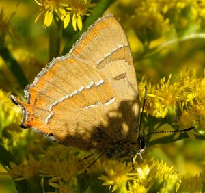 Guldhale, Thecla betulae, han. Kregme, Nordsjlland, d. 22 august kl: 17.48. Fotograf: Lars Andersen