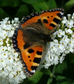 Nldens Takvinge, Aglais urticae d. 22 august 2004. Frederiksvrk. Fotograf: Lars Andersen