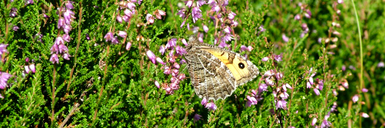 Sandrandøje Hipparchia semele, imellem jagten på hinanden er det tid til at drikke. Melby Overdrev, 22/8 - 2004. Fotograf: Lars Andersen