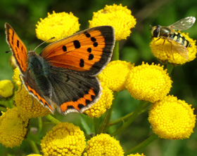 Lille Ildfugl,Lycaena phlaeas, d. 23 august 2004. Marienlyst, Falster. Fotograf: Lars Andersen