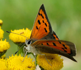 Lille Ildfugl,Lycaena phlaeas på Regnfang, d. 23 august 2004. Marienlyst, Falster. Fotograf: Lars Andersen