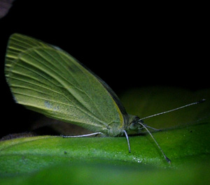 En Lille klsommerfugl, Artogeia rapae sover for natten. kl: 00:18. H/F Vennelyst d. 31 august 2004. Fotograf: Lars Andersen