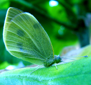 En Lille klsommerfugl, Artogeia rapae tidlig morgen. kl: 06:54. H/F Vennelyst d. 31 august 2004. Fotograf: Lars Andersen