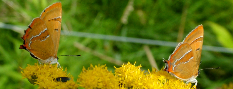 Gulhale, Thecla betulae 2 hunner på gyldenris. Græse Bakkeby, Frederiksund d. 29 august 2004. Fotograf: Lars Andersen