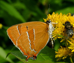 Gulhale, Thecla betulae hun på gyldenris. Græse Bakkeby, Frederiksund d. 29 august 2004. Fotograf: Lars Andersen