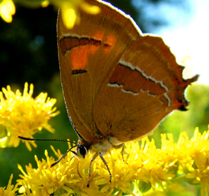 Gulhale, Thecla betulae hun på gyldenris. Græse Bakkeby, Frederiksund d. 29 august 2004. Fotograf: Lars Andersen