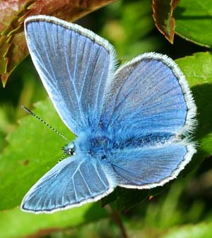 Alm. blfugl, Polyommantus icarus. Hvbleget, Mn. 31 maj 2004 