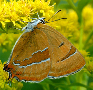 Gulhale, Thecla betulae hun på gyldenris. Græse Bakkeby, Frederiksund d. 29 august 2004. Fotograf: Lars Andersen