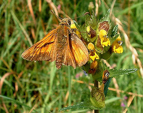 Stor Bredpande Ochlodes venatus på Liden Skjaller, Rhinanthus minor, Mols Bjerge, 25/7 - 2003. Fotograf: Lars Andersen